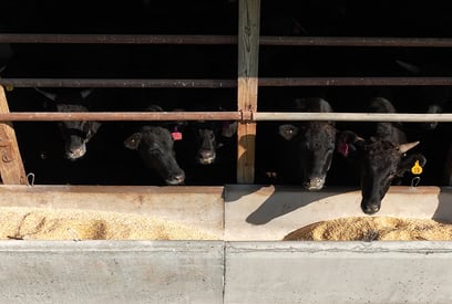 close-up-cow-barn