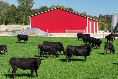 close-up-cows-barn