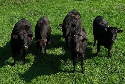 cows-grazing-field