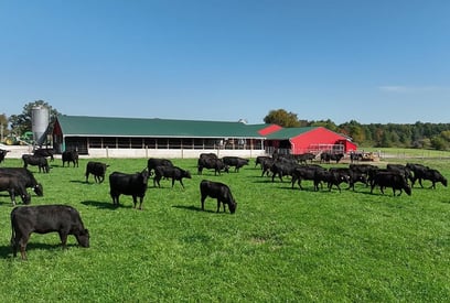 cows-grazing-pasture