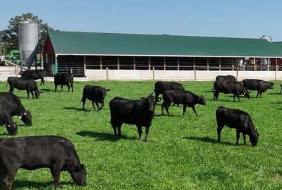 cows-grazing