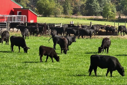 cows-near-barn