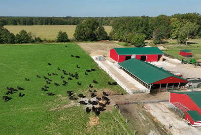 cows-pasture-barn-grazing